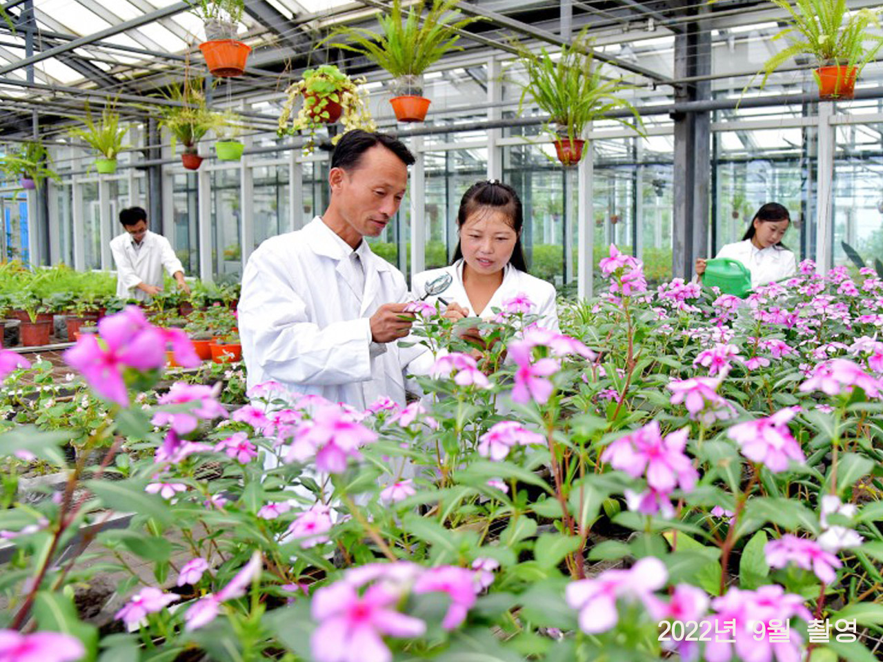 平壤花草研究所