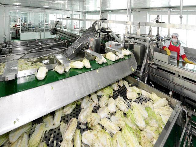 Industrialization of Kimchi production